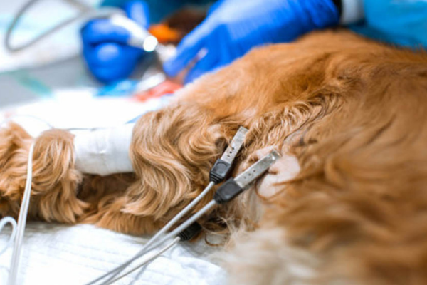 Animal durante exame de eletrocardiograma